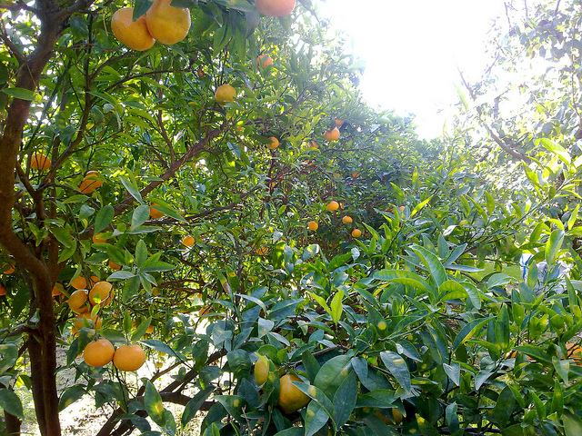 Mandarinier (Citrus deliciosa)