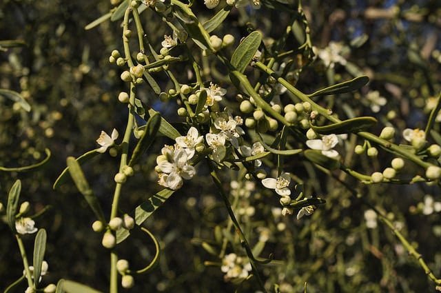 Eremocitrus glauca