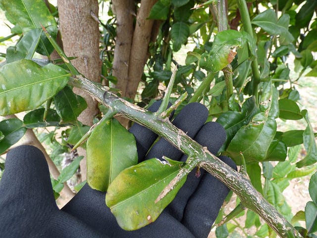 Combava