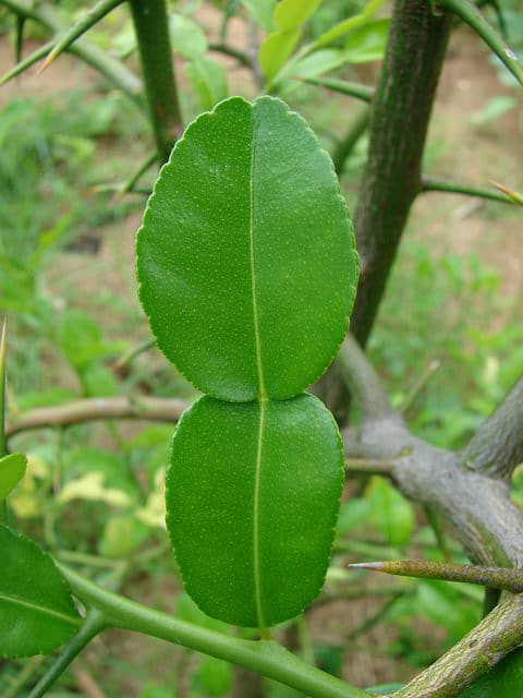 Combava