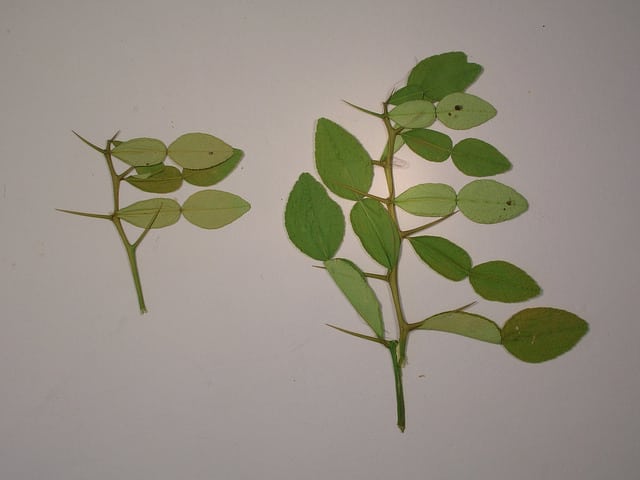 Combava