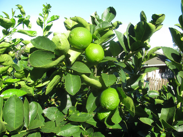 Limettier de perse (Citrus latifolia)