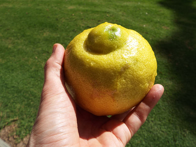 Citronnier