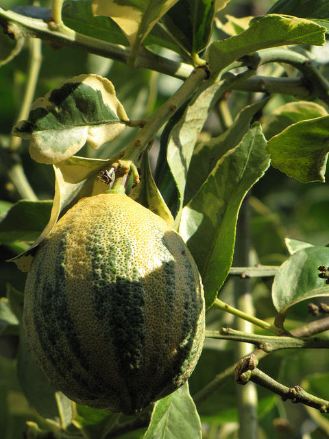 Citronnier