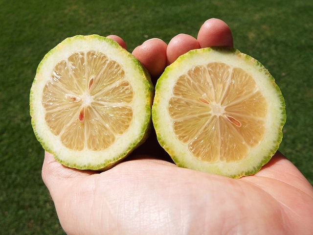 Citronnier