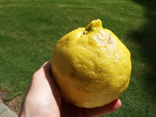 Citronnier