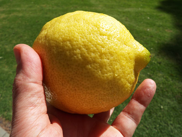 Citronnier (Citrus limon)