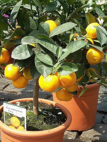 Calamondin