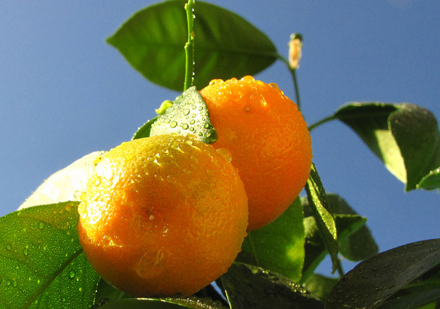 Calamondin (Citrus mitis)