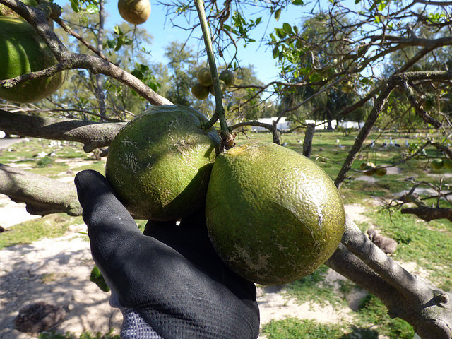 Pamplemoussier (Citrus paradisi)