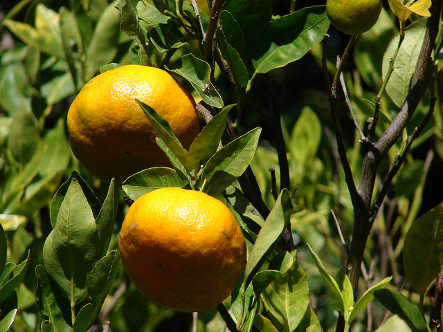 Mandarinier