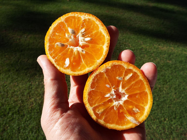 Mandarinier