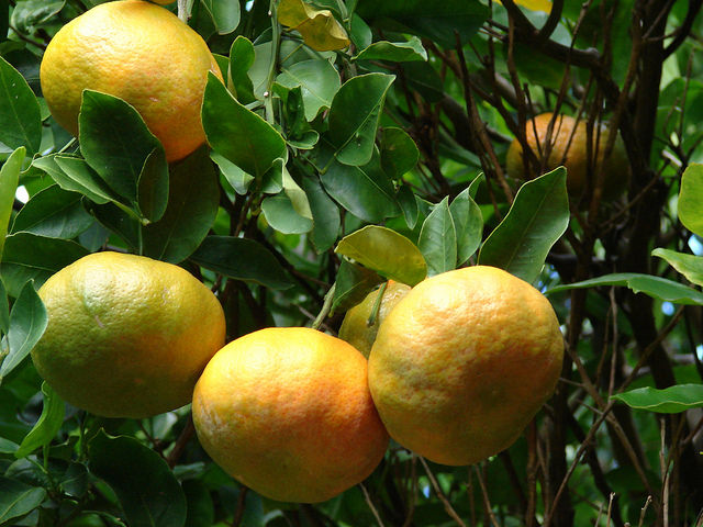 Mandarinier