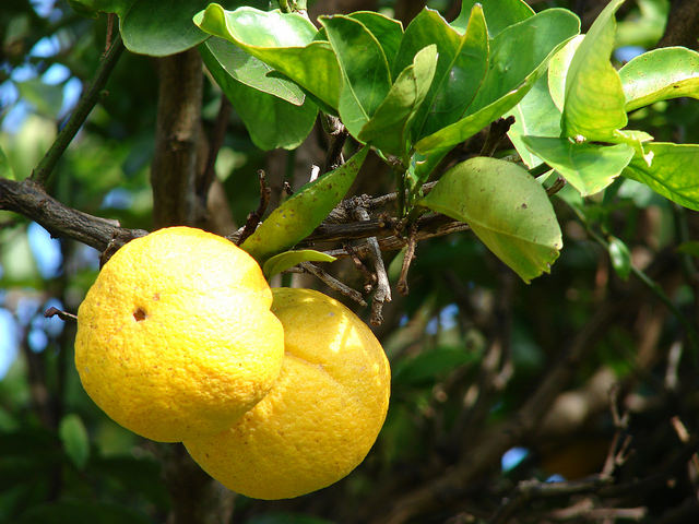 Oranger (Citrus sinensis)