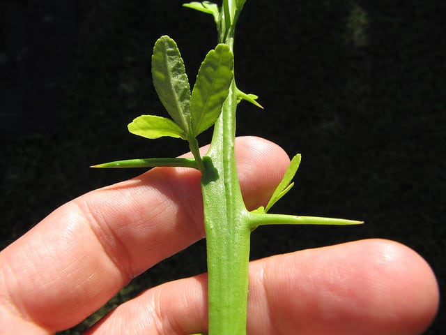 Citronnier épineux