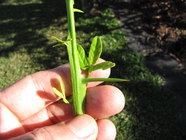Citronnier épineux