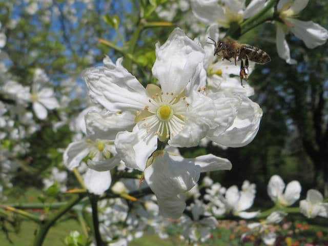 Citronnier épineux