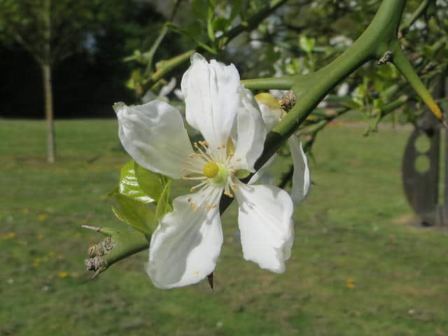 Citronnier épineux