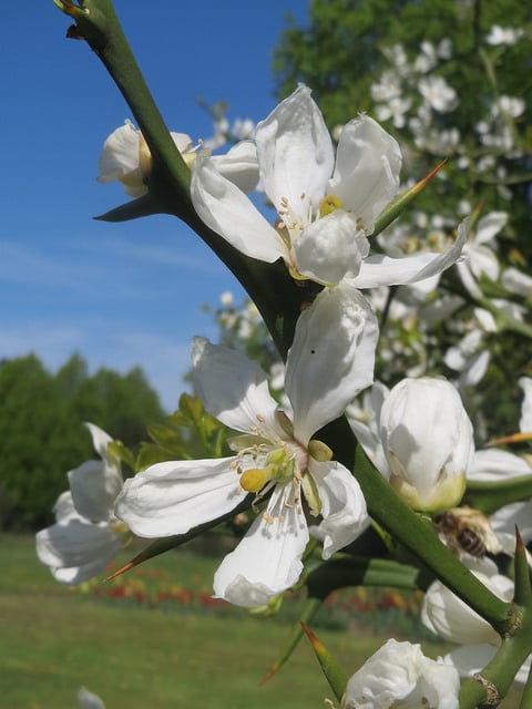 Citronnier épineux