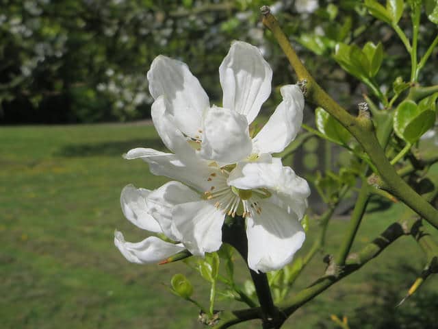 Citronnier épineux (Citrus trifoliata)