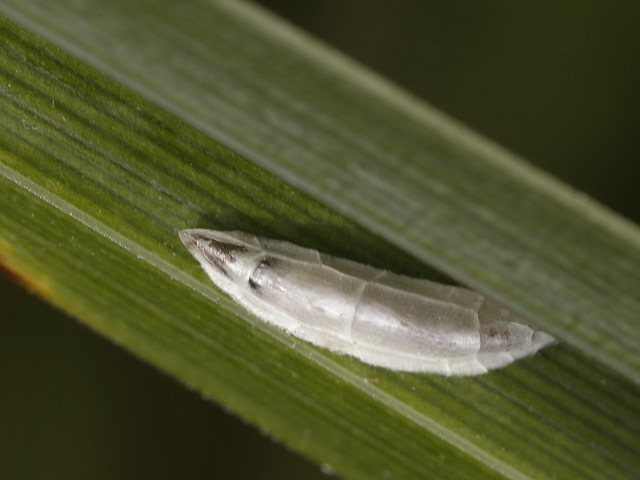 Marisque (Cladium mariscus)