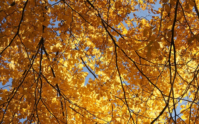 Virgilier à bois jaune