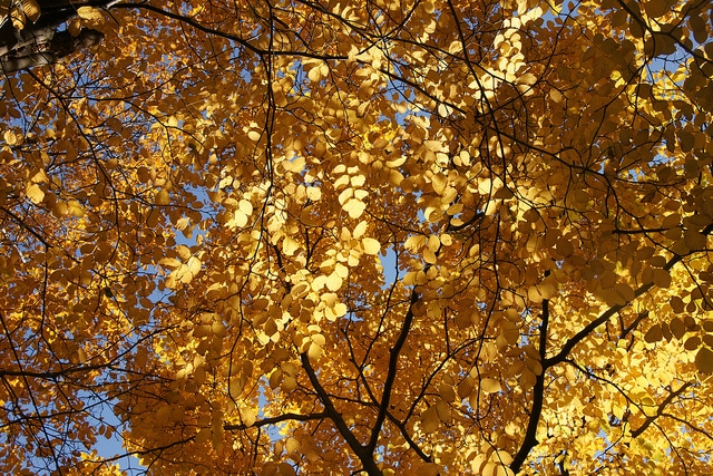 Virgilier à bois jaune
