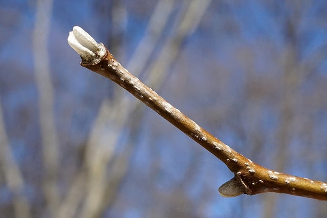 Cladrastis platycarpa