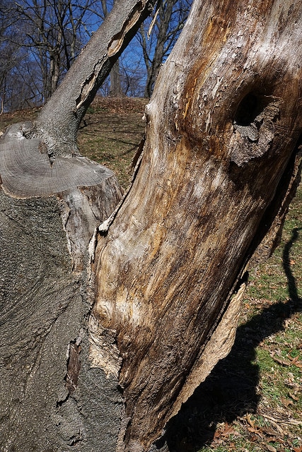 Cladrastis platycarpa