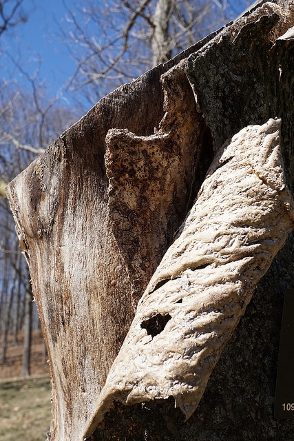 Cladrastis platycarpa