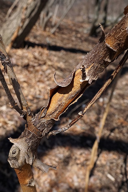 Cladrastis platycarpa