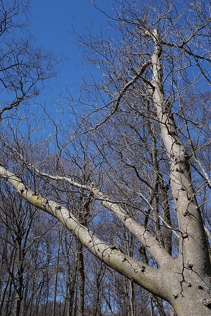 Cladrastis platycarpa
