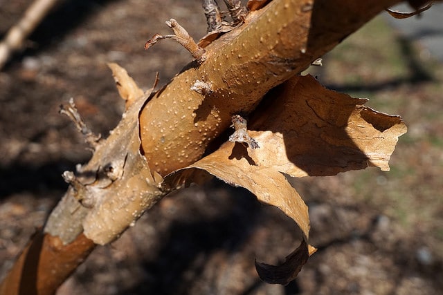 Cladrastis platycarpa (Cladrastis platycarpa)