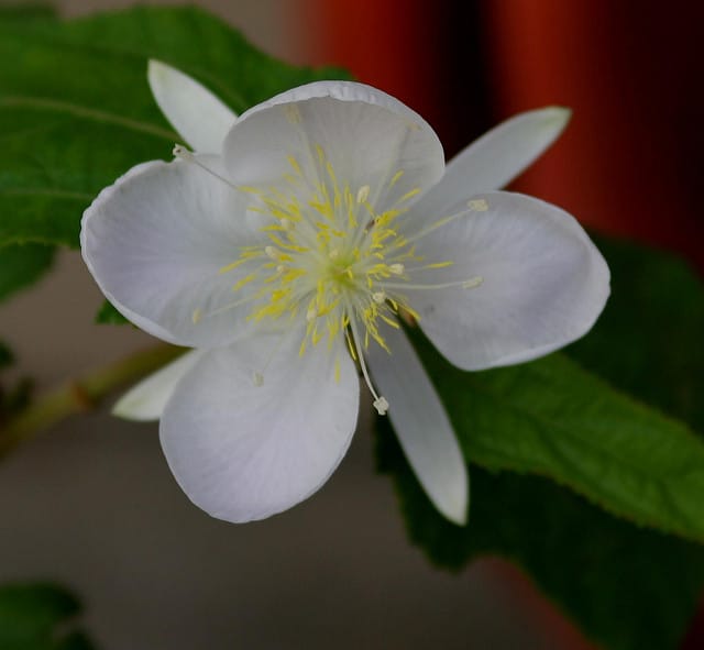 Clappertonia ficifolia