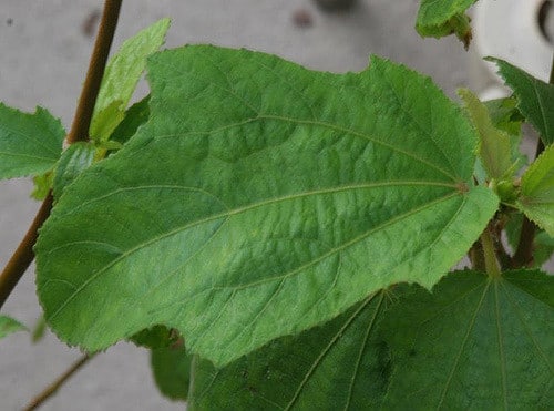 Clappertonia ficifolia