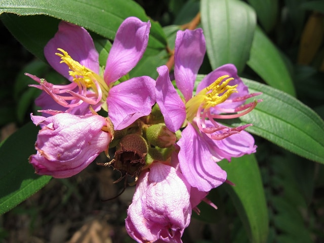 Clappertonia ficifolia