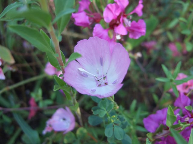 Fleur de satin