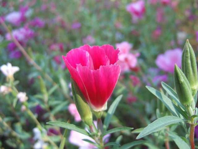 Fleur de satin