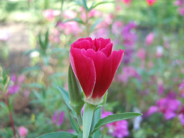 Fleur de satin