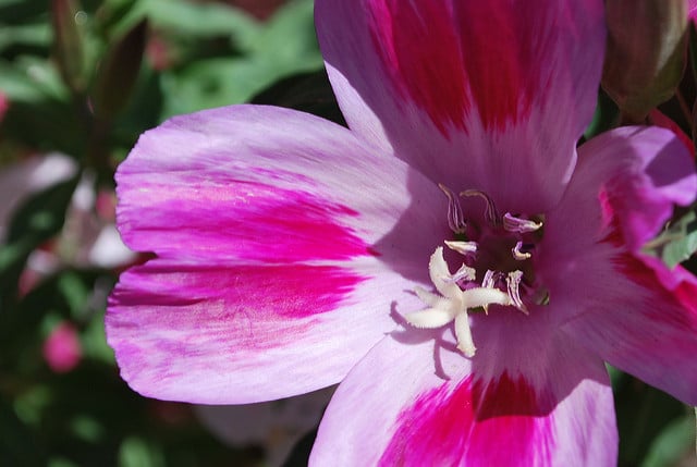 Fleur de satin