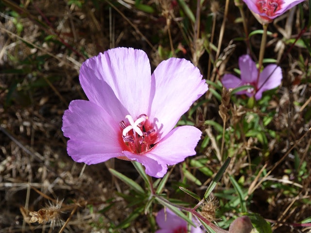 Fleur de satin