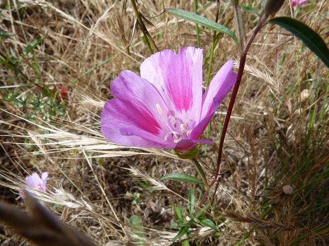 Fleur de satin (Clarkia amoena)