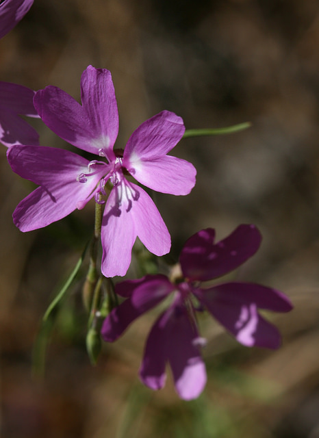 Clarkia biloba