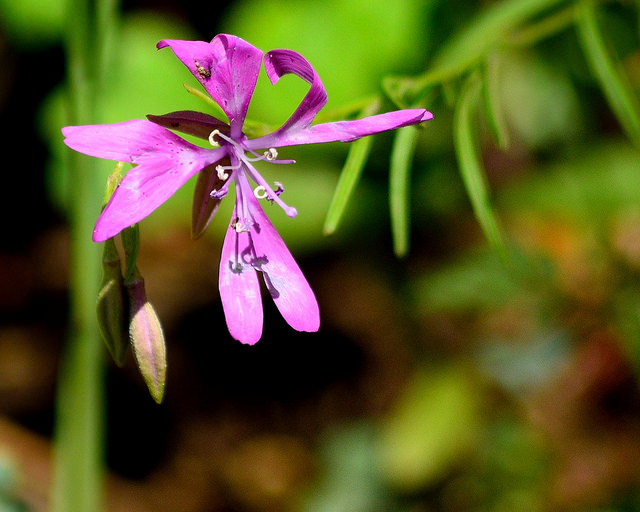 Clarkia biloba