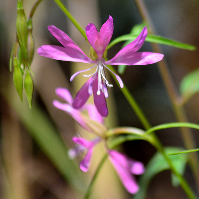Clarkia biloba