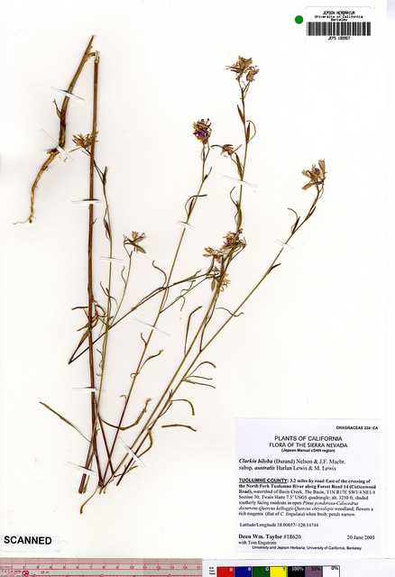 Clarkia biloba