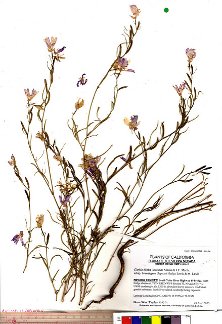 Clarkia biloba