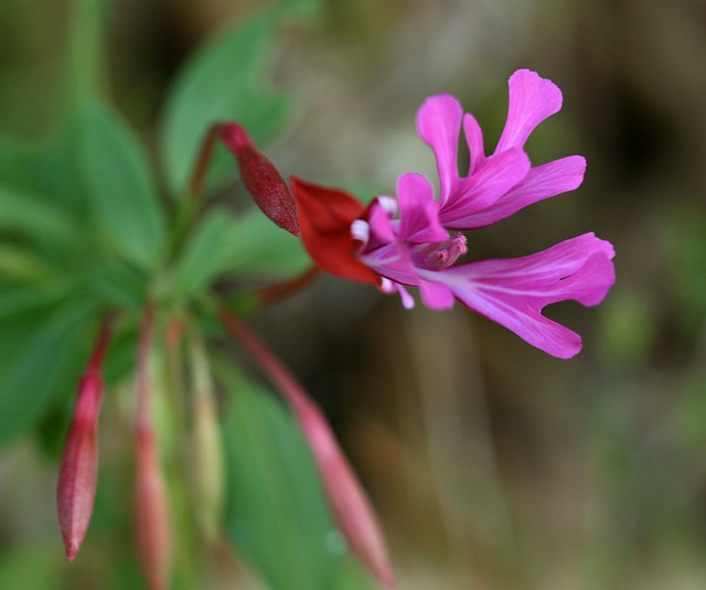 Clarkia concinna