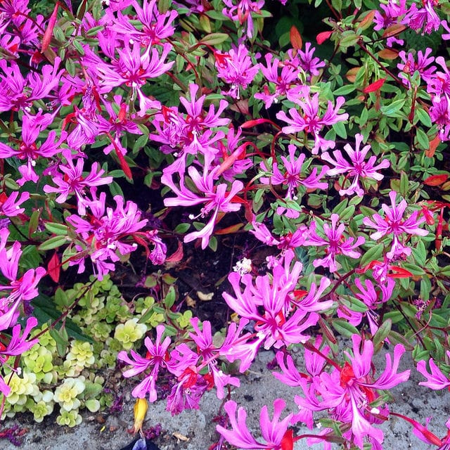 Clarkia concinna