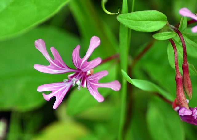 Clarkia concinna